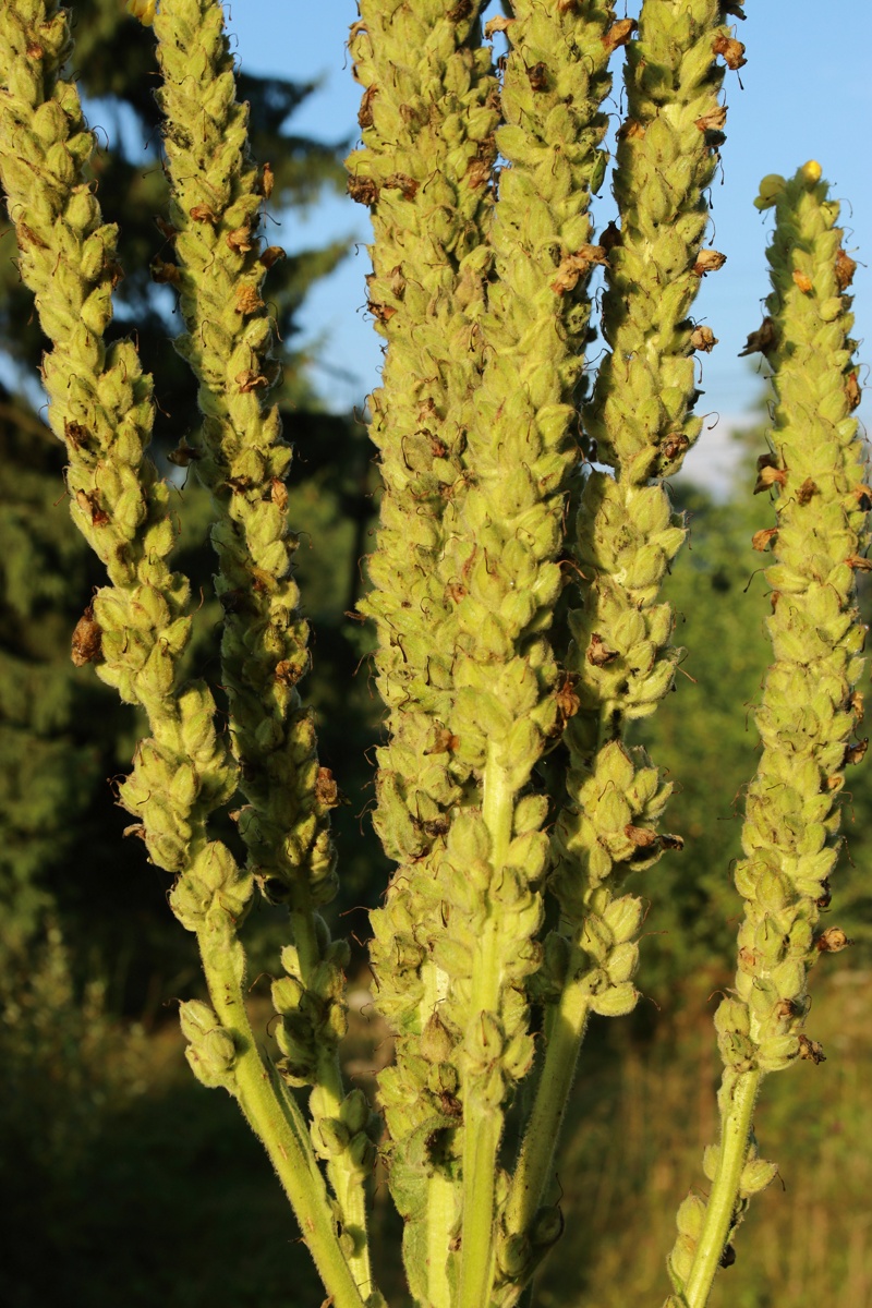 Image of genus Verbascum specimen.