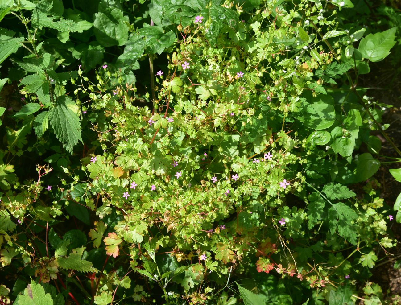 Image of Geranium lucidum specimen.