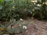 Hibiscus trionum. Цветущие и плодоносящие побеги. Крым, Симферополь, пустырь. 30.08.2026.