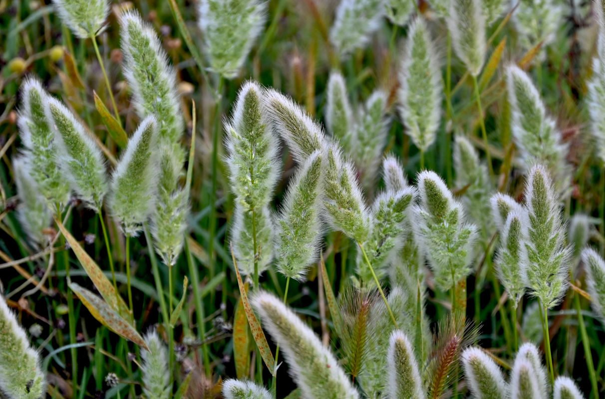 Image of Polypogon monspeliensis specimen.