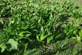 Colchicum speciosum. Вегетирующие растения. Турция, ил Артвин, окраина дер. Дуганала, выс 2100 м н.у.м., выеденное овцами пастбище. 12 июня 2026 г.