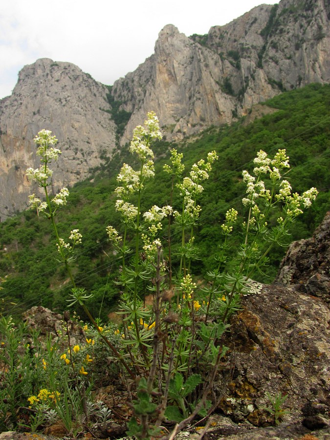 Изображение особи Galium calcareum.