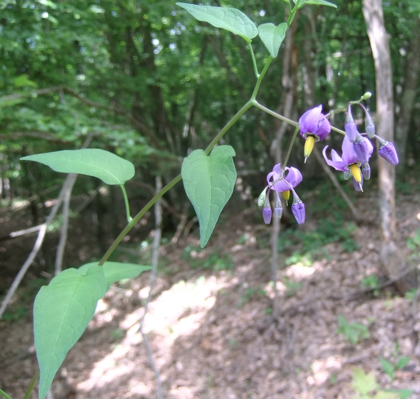 Изображение особи Solanum kitagawae.