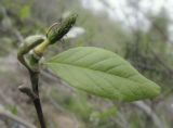 Magnolia stellata. Лист. Владивосток, ботанический сад-институт ДВО РАН. 28 мая 2011 г.