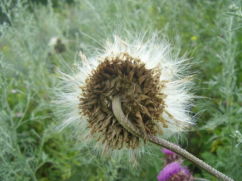 Image of Carduus thoermeri specimen.