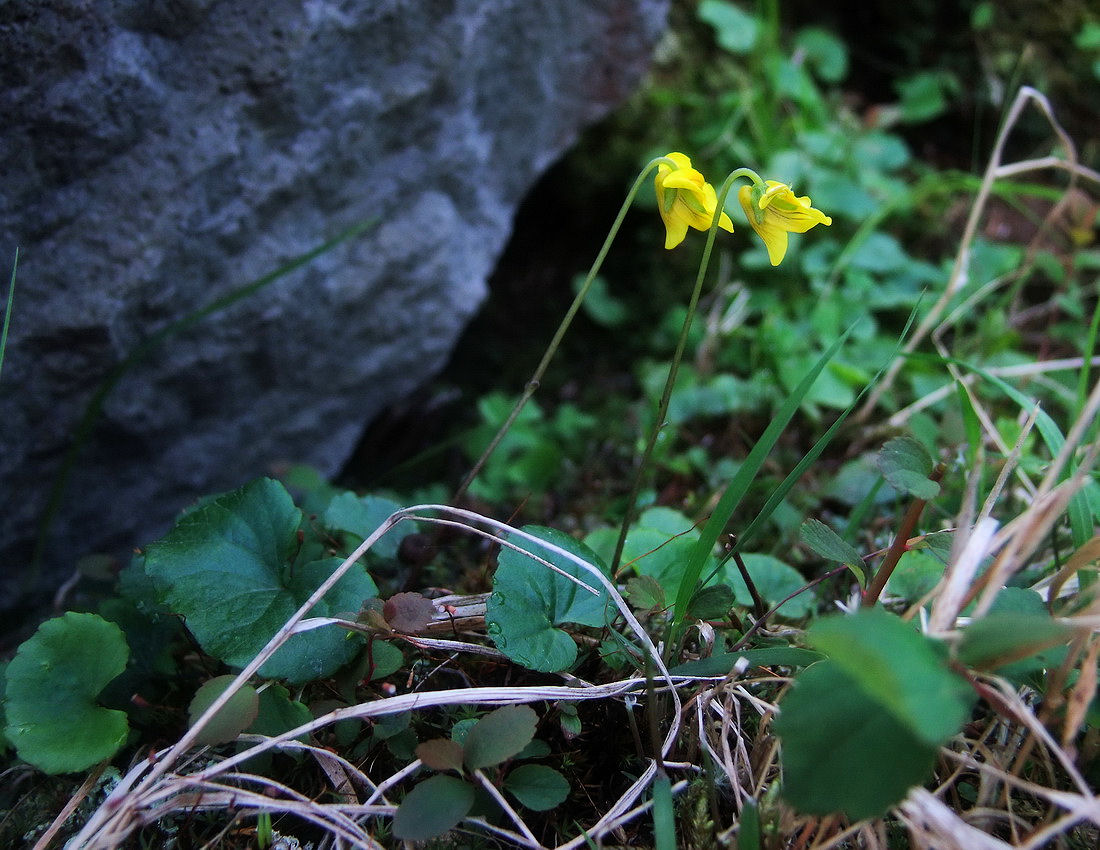 Image of Viola kusnezowiana specimen.