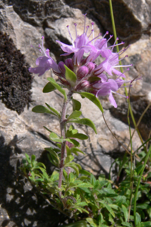 Image of Thymus hirticaulis specimen.