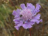 Scabiosa comosa