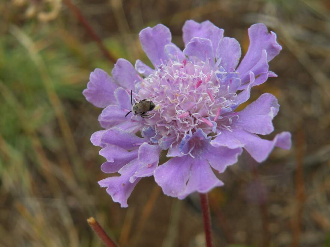 Изображение особи Scabiosa comosa.