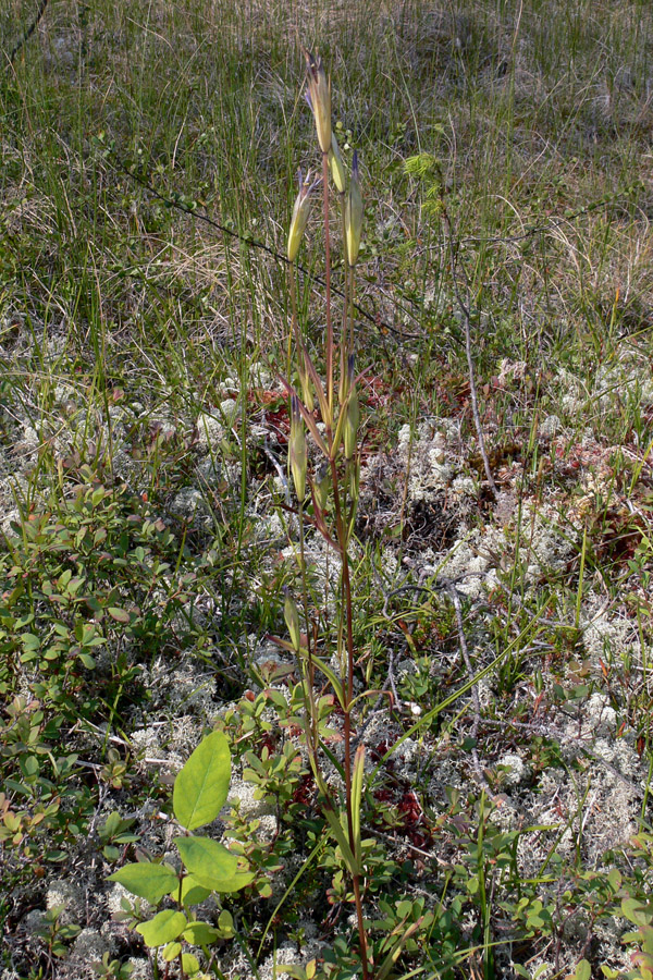 Изображение особи Gentianopsis barbata.