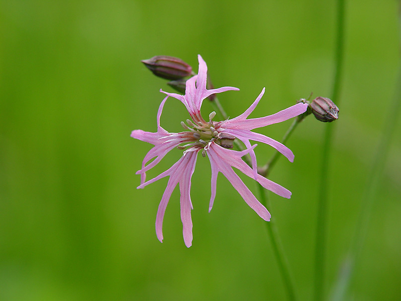 Изображение особи Coccyganthe flos-cuculi.