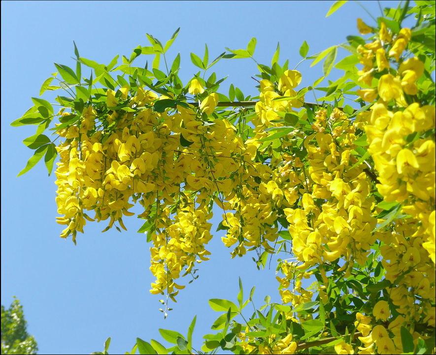 Изображение особи Laburnum anagyroides.