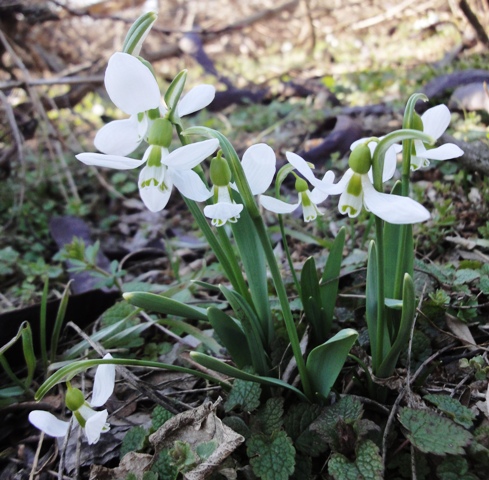 Изображение особи Galanthus graecus.