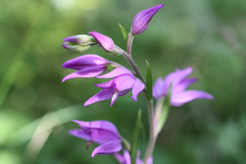 Image of Cephalanthera rubra specimen.