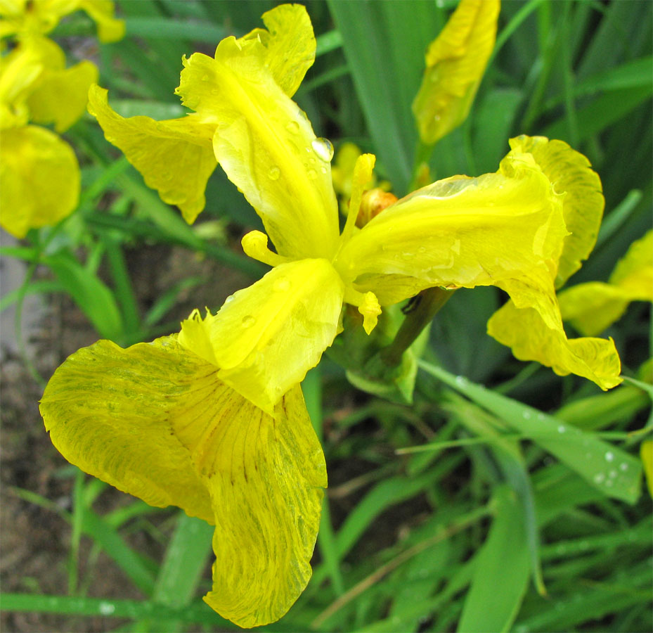 Изображение особи Iris pseudacorus.