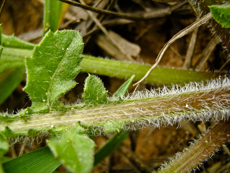 Изображение особи Centaurea procurrens.