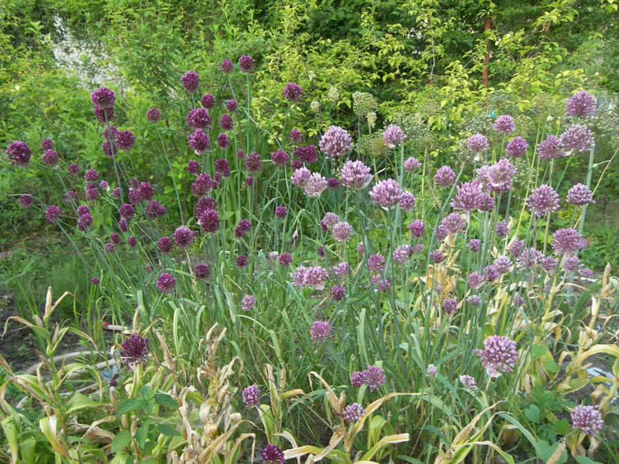Image of genus Allium specimen.