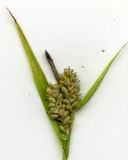 Carex pallescens