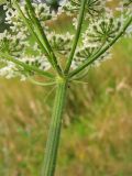 Heracleum sphondylium. Основание общего соцветия с листочками обёртки. Нидерланды, провинция Groningen, Haren, на лугу. 27 июля 2008 г.