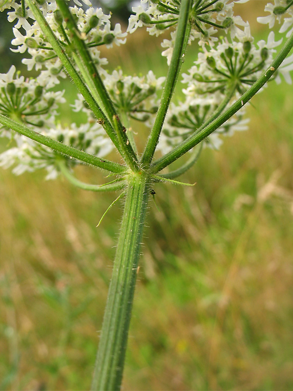 Image of Heracleum sphondylium specimen.