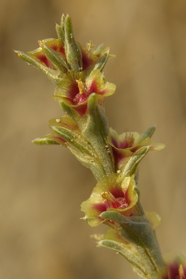 Image of Salsola tamariscina specimen.