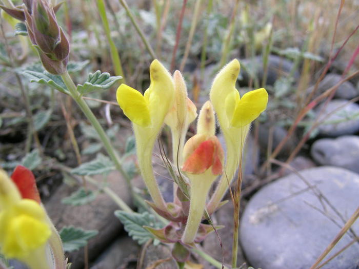 Изображение особи Scutellaria comosa.