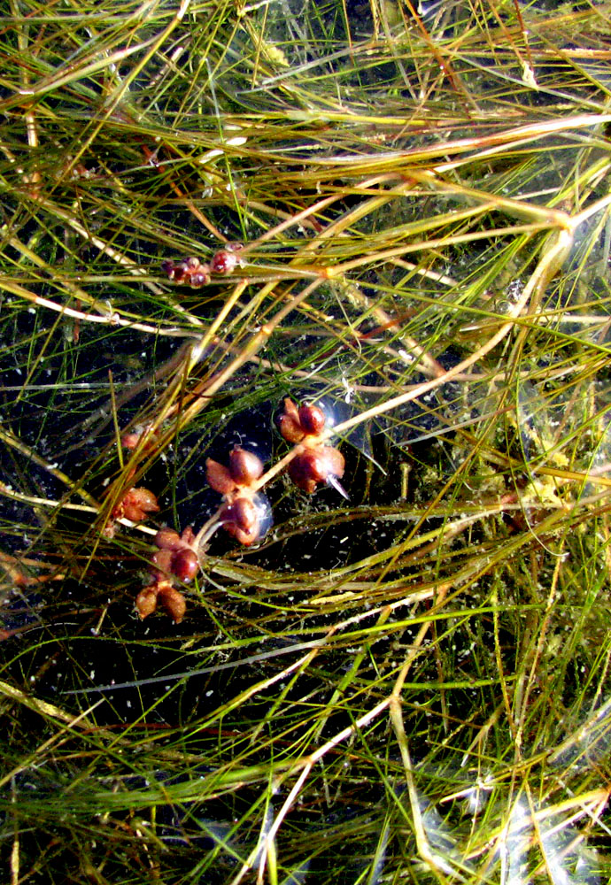 Image of Potamogeton pectinatus specimen.