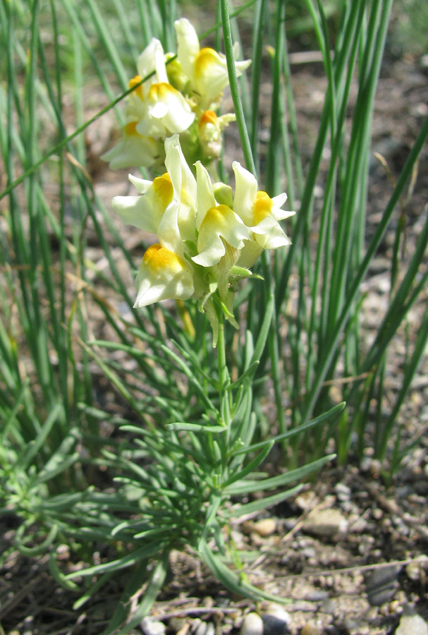 Изображение особи Linaria buriatica.