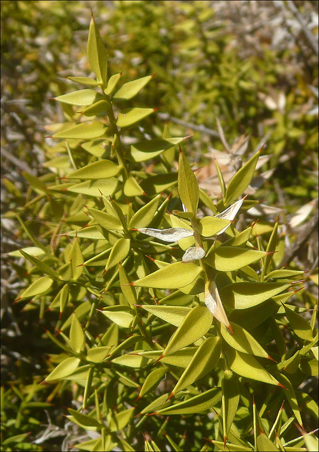 Изображение особи Ruscus aculeatus.