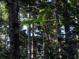 Magnolia hypoleuca. Верхушка дерева в лесном массиве из пихты сахалинской (Abies sachalinensis). Сахалинская обл., Курильские острова, о. Кунашир. 05.10.2011.