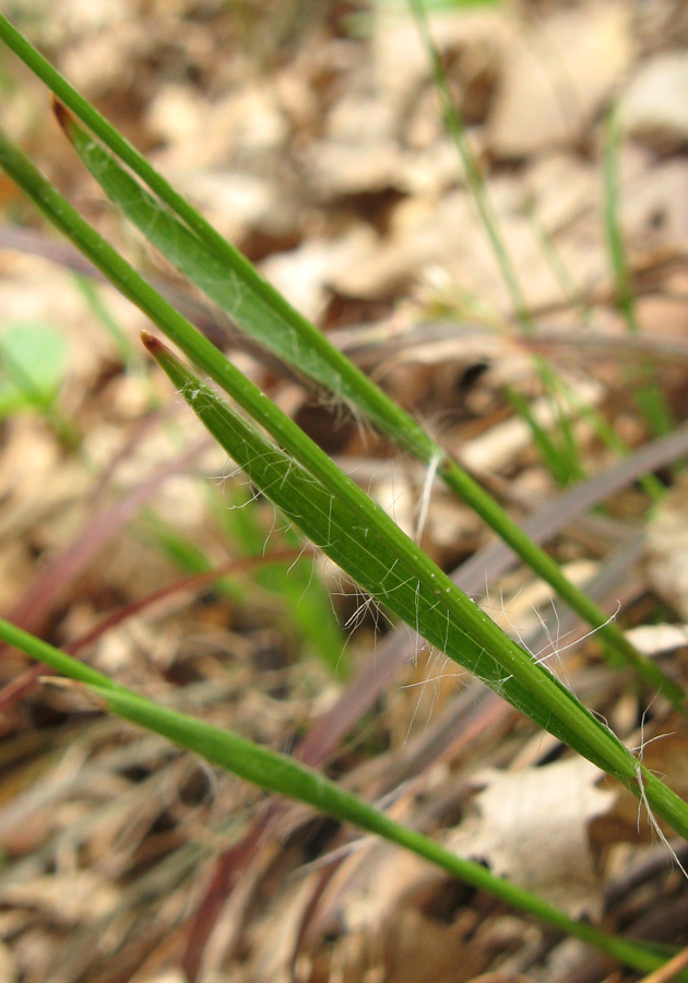 Image of Luzula forsteri specimen.