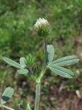 Trifolium leucanthum