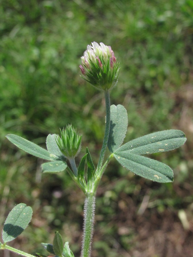 Image of Trifolium leucanthum specimen.