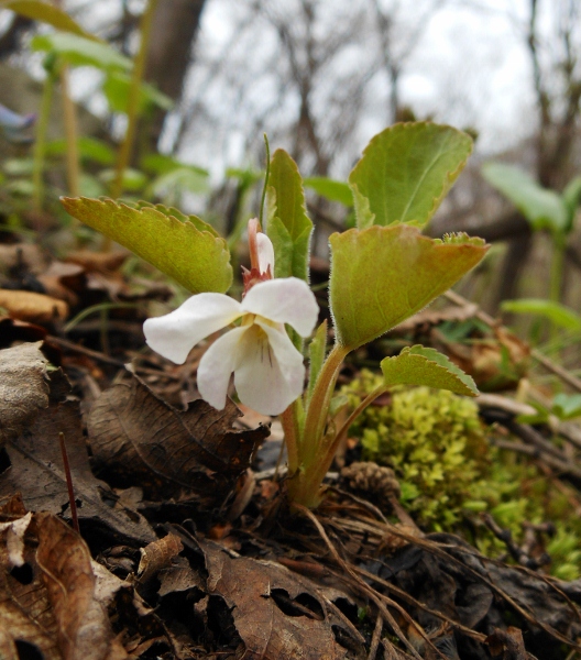 Image of Viola pacifica specimen.