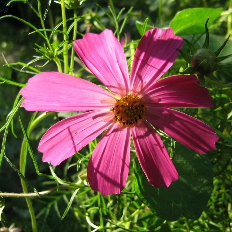 Изображение особи Cosmos bipinnatus.