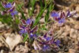 Polygala sibirica. Верхушки соцветий. Татарстан, г. Бавлы, каменистый склон. 27.05.2012.