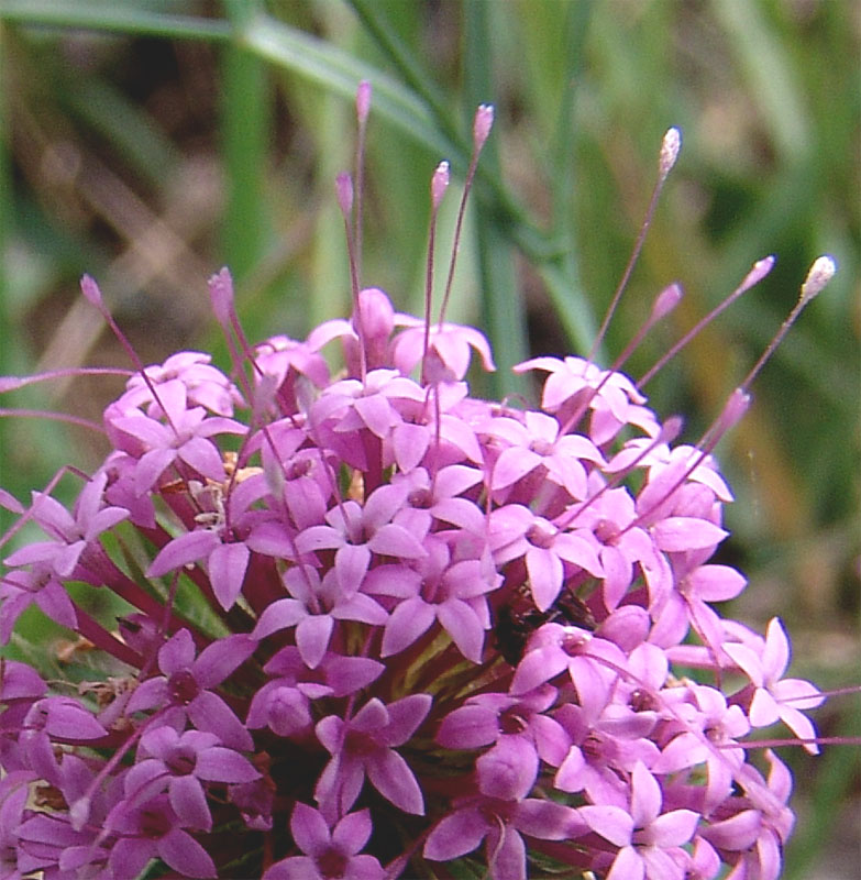 Image of Phuopsis stylosa specimen.