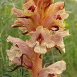 Orobanche alba f. maxima