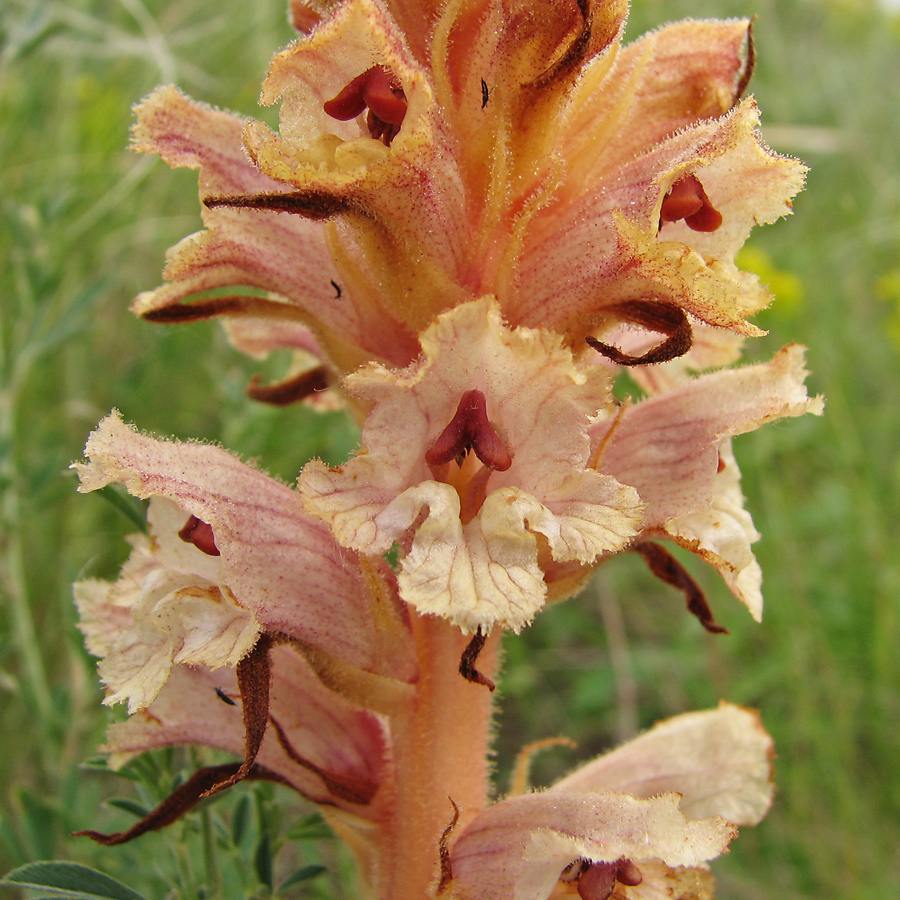 Image of Orobanche alba f. maxima specimen.