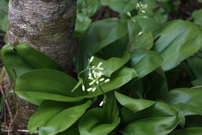 Изображение особи Clintonia udensis.