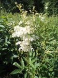 Filipendula ulmaria ssp. denudata