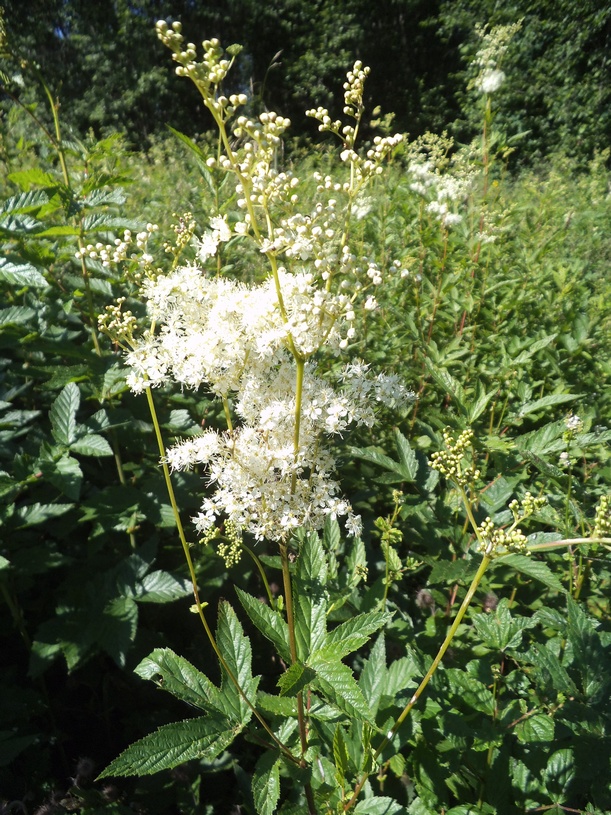 Image of Filipendula ulmaria ssp. denudata specimen.