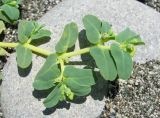 Euphorbia peplis. Веточка с соцветиями. Абхазия, Гагрский р-н, г. Пицунда, пляж. 10.06.2012.