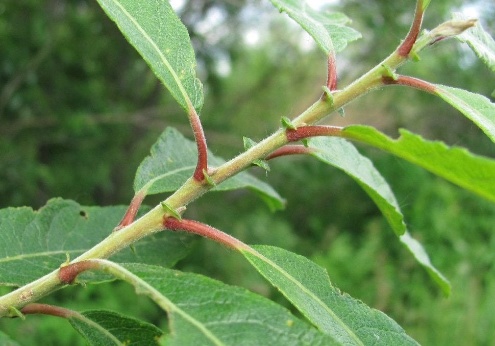 Изображение особи Salix &times; laurina.