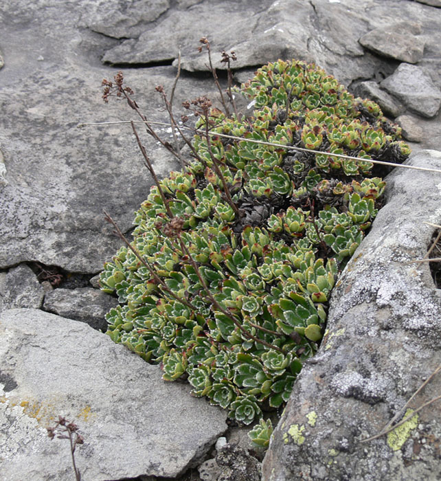 Изображение особи Saxifraga paniculata.