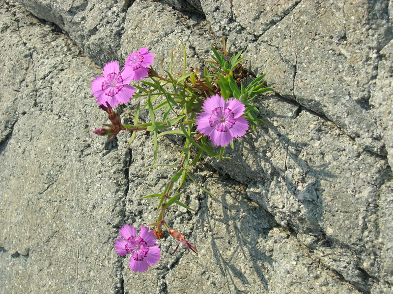 Image of Dianthus chinensis specimen.