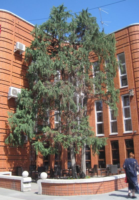 Изображение особи Chamaecyparis nootkatensis.