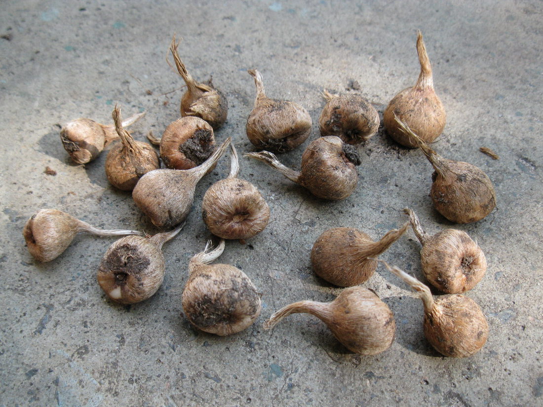 Image of Crocus sativus specimen.