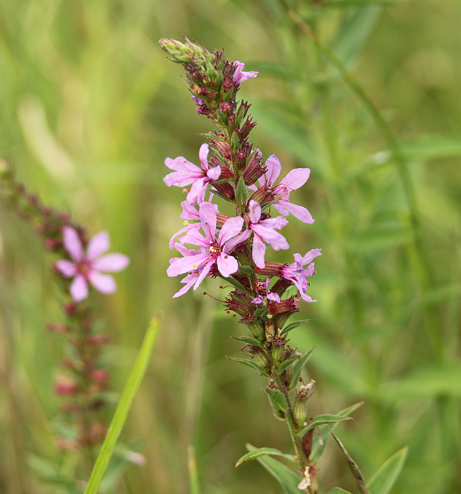 Image of Lythrum salicaria specimen.