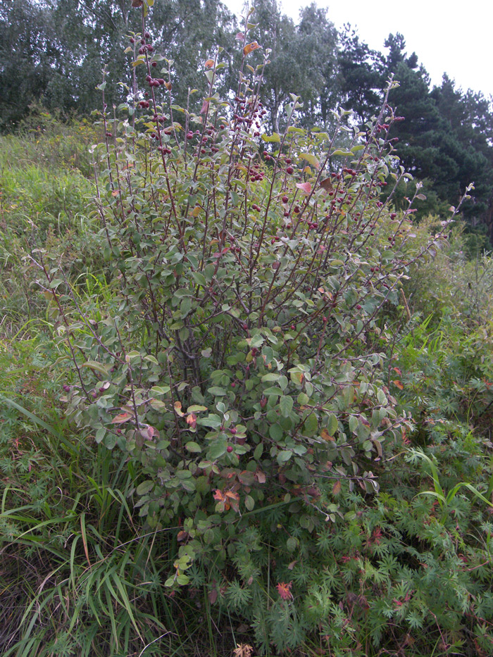 Image of Cotoneaster integerrimus specimen.